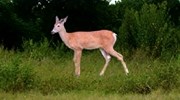 Caccia Al Cervo In Kansas Anteprima